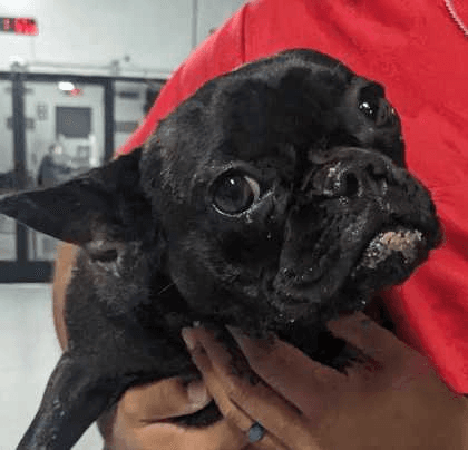 Frenchyfoster Or Foster To Adopt Needed - French Bulldog