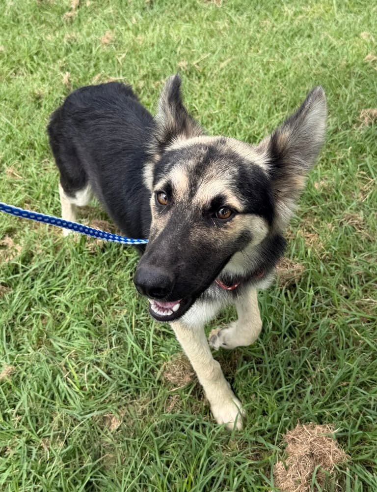 Anniefoster Or Foster To Adopt Needed - Shepherd