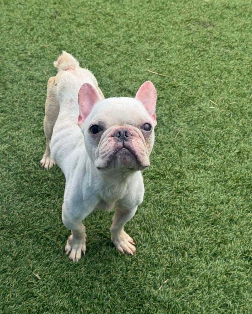 Bunny - French Bulldog