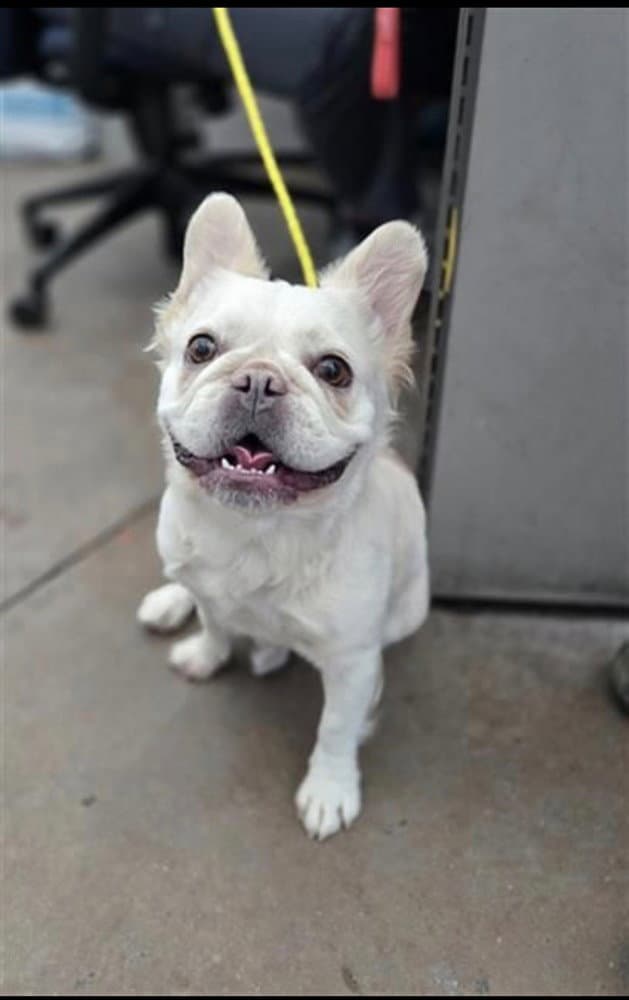 Bunny - French Bulldog