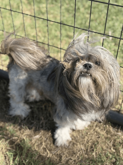 Kokiefoster Or Foster To Adopt Needed - Shih Tzu
