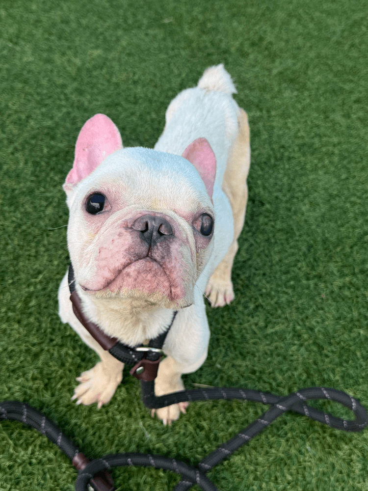 Romiefoster Or Foster To Adopt Needed - French Bulldog