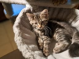 Animal image 1