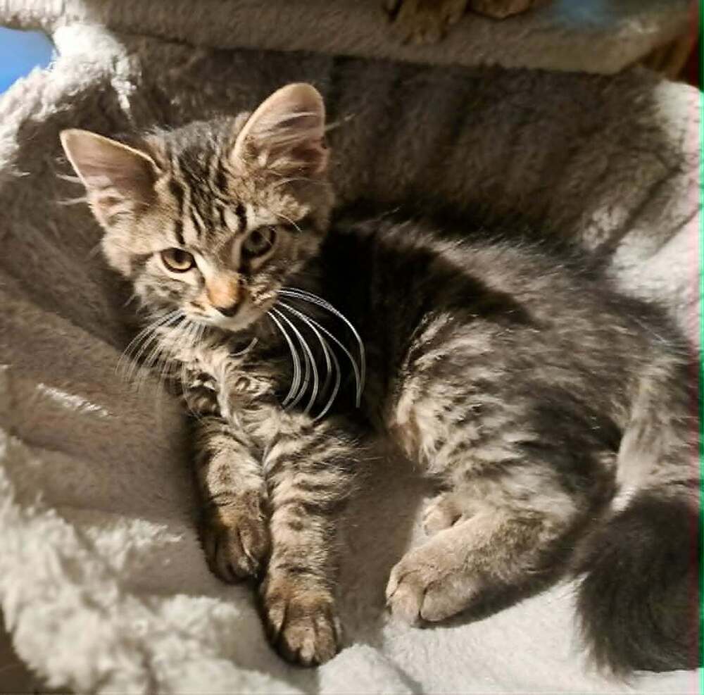 Animal - Domestic Medium Hair