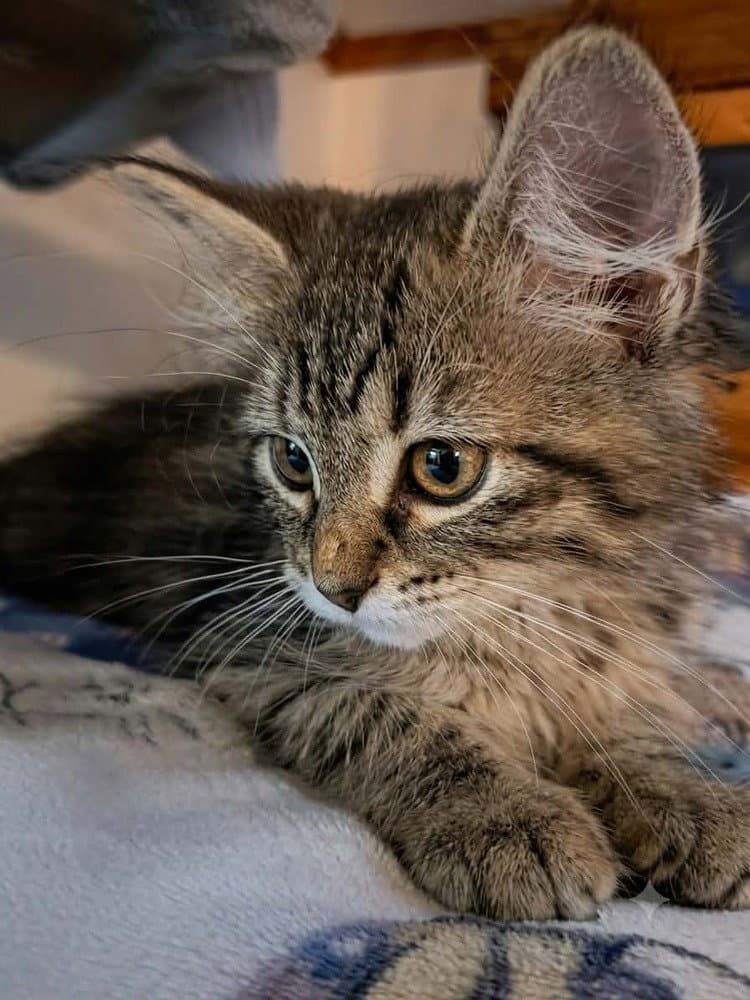 Prairie Dawn - Domestic Medium Hair