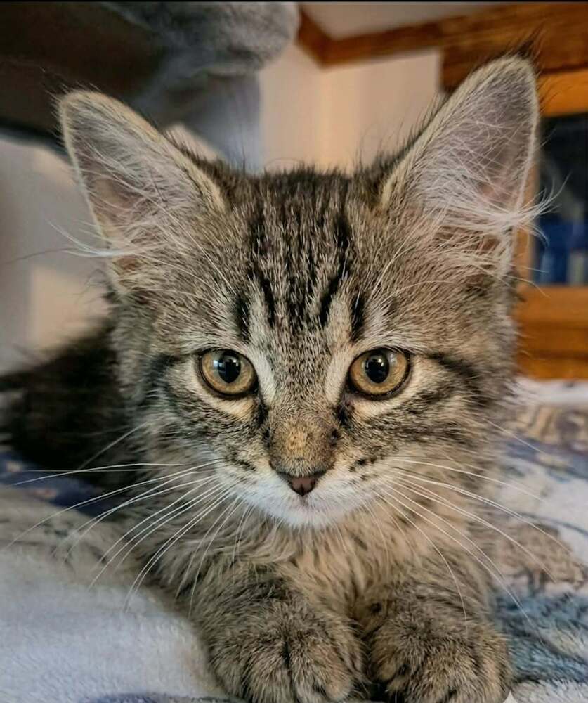 Prairie Dawn - Domestic Medium Hair