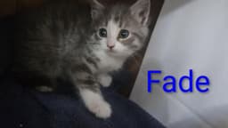Fade image 1