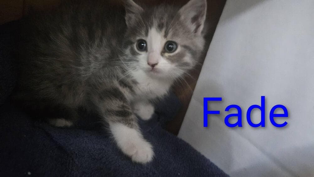 Fade - Domestic Short Hair