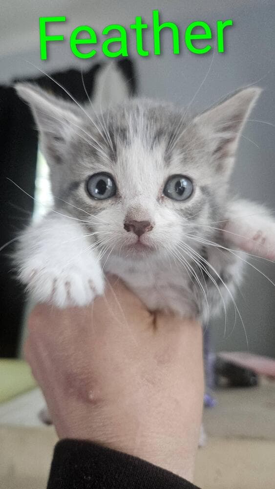 Feather - Domestic Short Hair