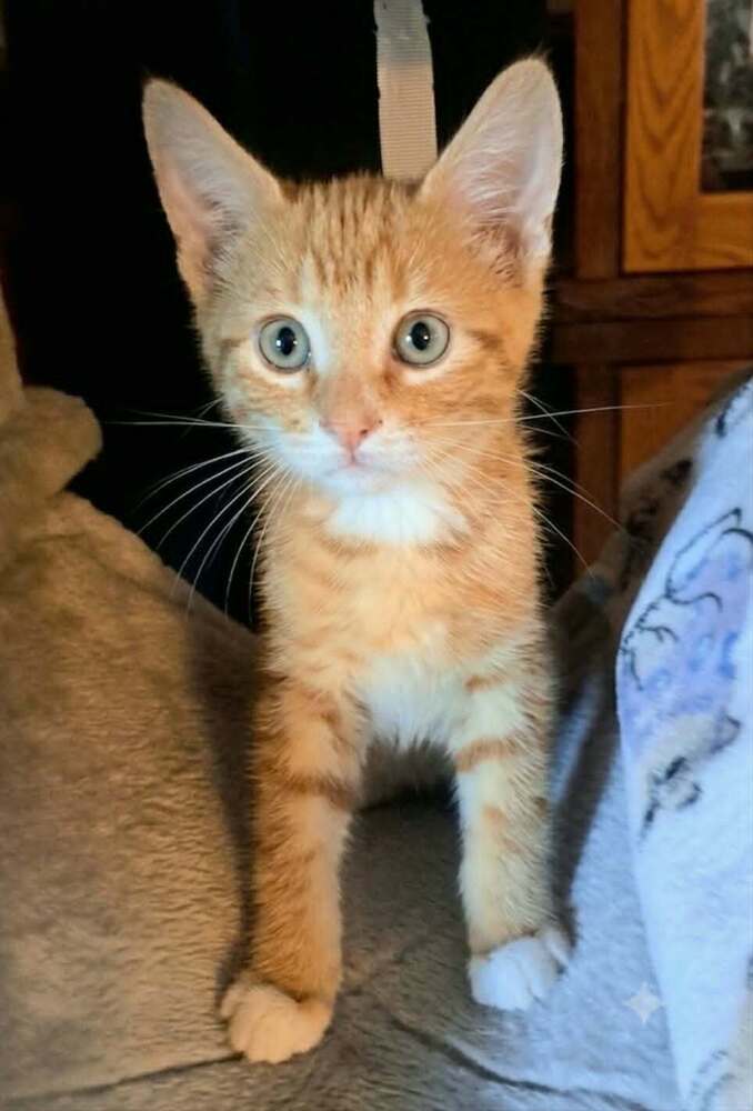 Gonzo - Domestic Medium Hair