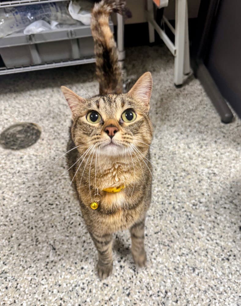Annie - Domestic Short Hair