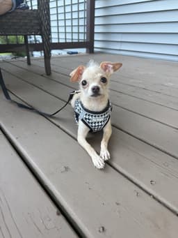 Lucy image 1