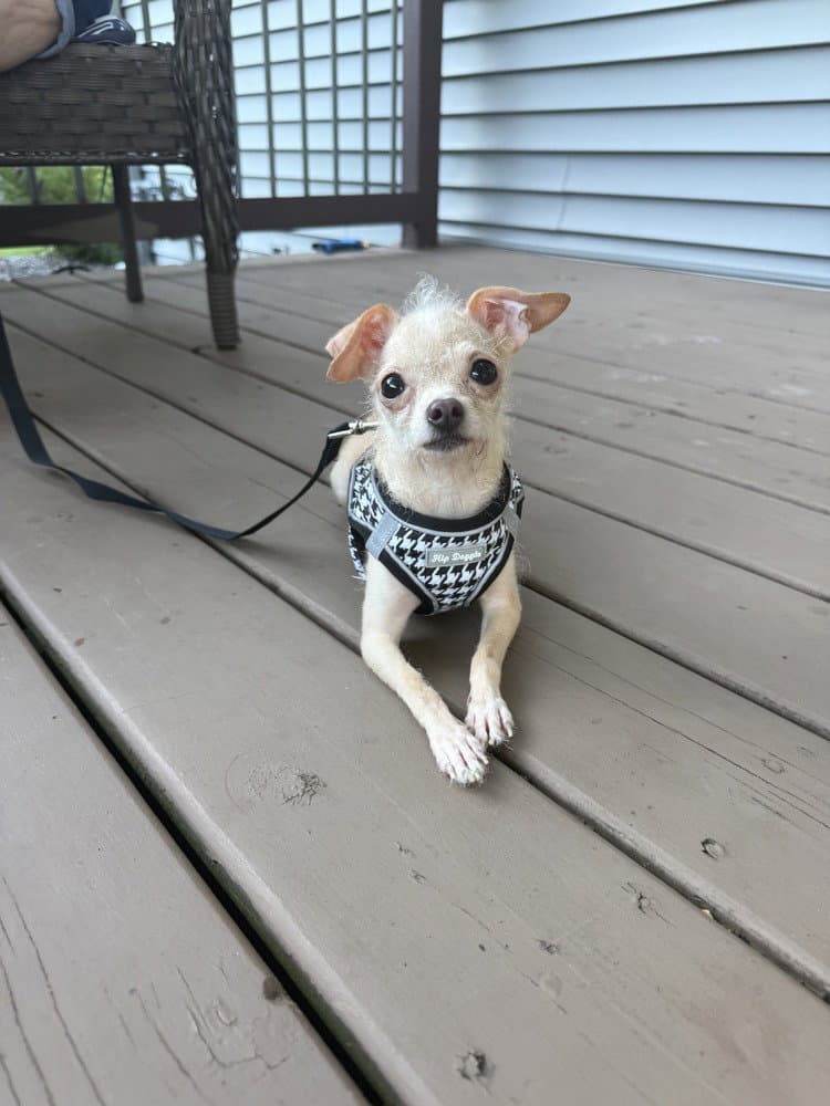 Lucy - Chihuahua