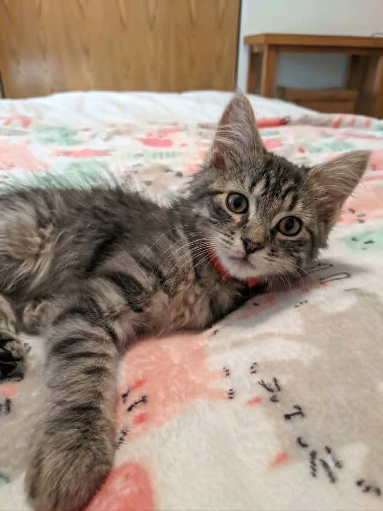 Grover - Domestic Medium Hair