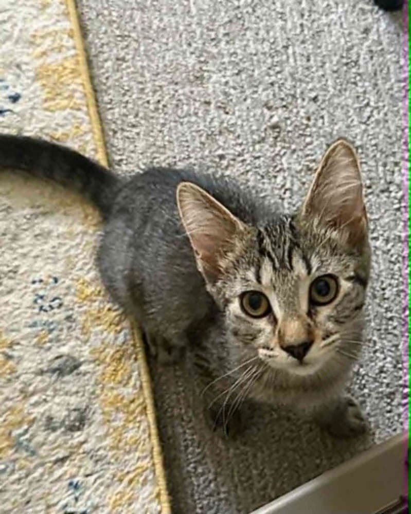 Waffles - Domestic Short Hair