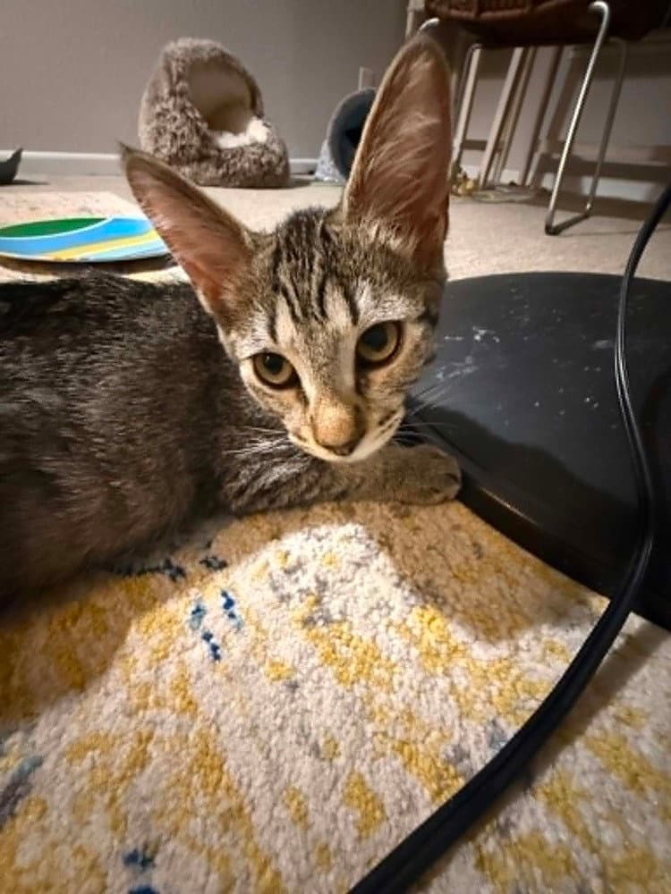 Waffles - Domestic Short Hair
