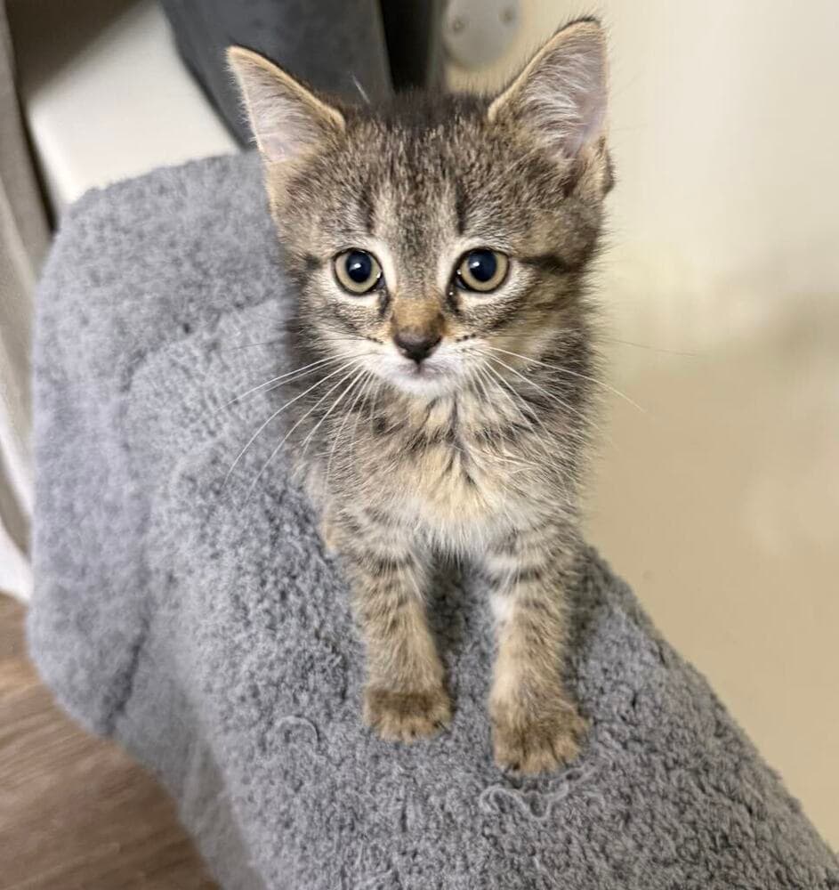 Cap'n Crunch - Domestic Short Hair