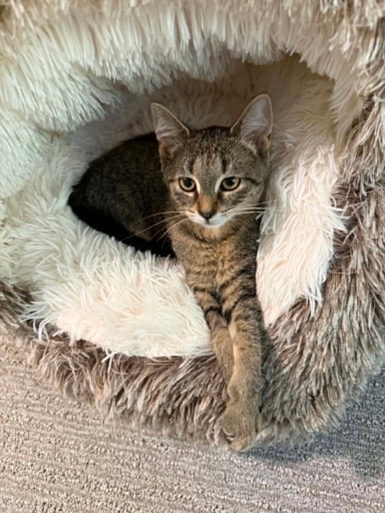 Cap'n Crunch - Domestic Short Hair