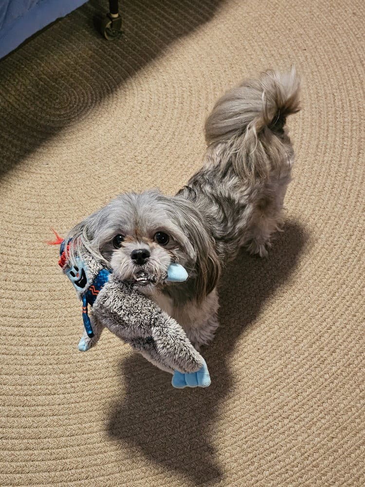 Kokie - Shih Tzu