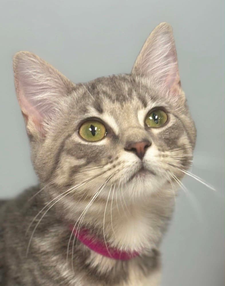 Elena - Domestic Short Hair