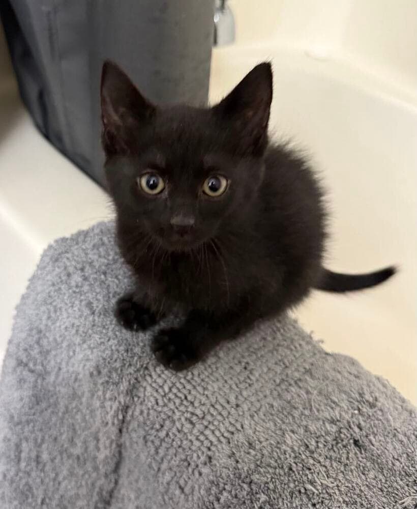 Scramble - Domestic Short Hair
