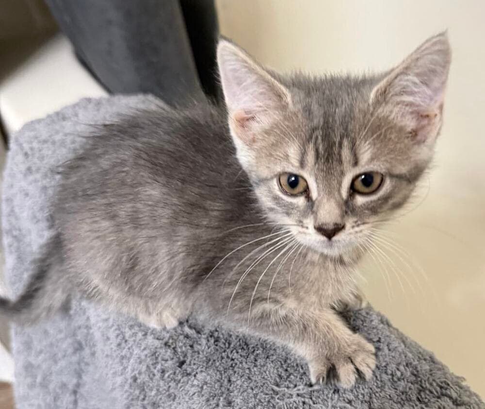 Frittata - Domestic Short Hair
