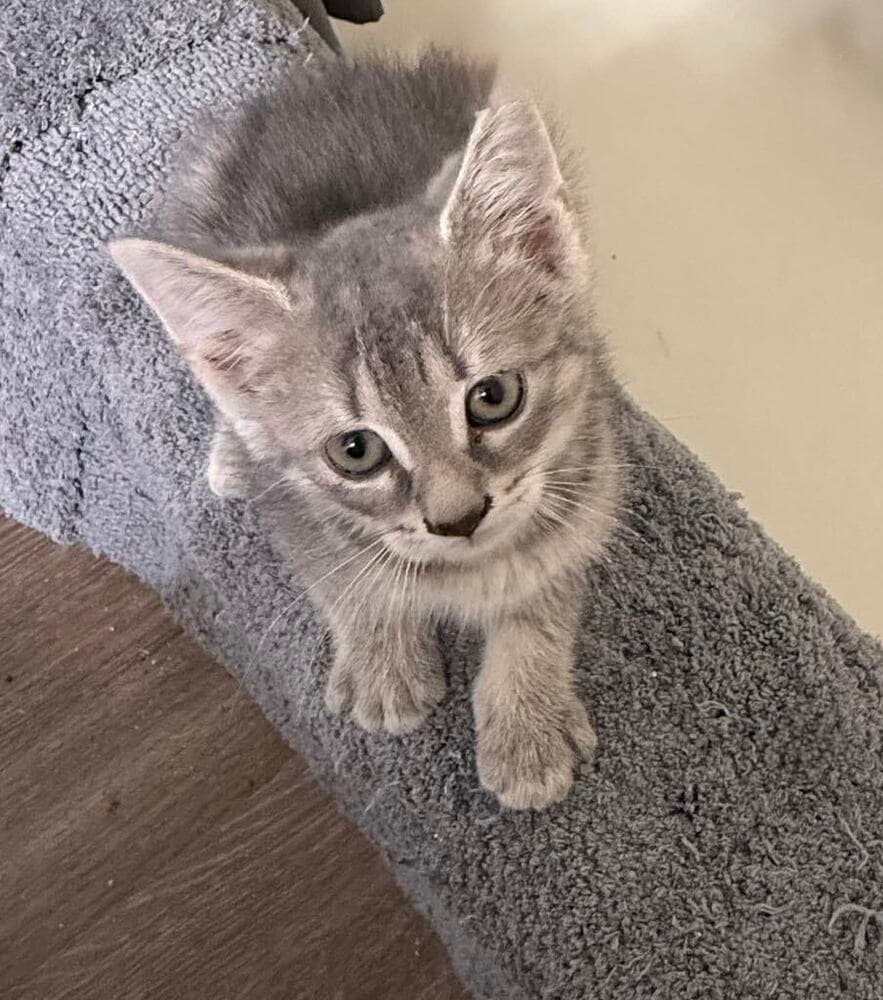 Flapjack - Domestic Short Hair