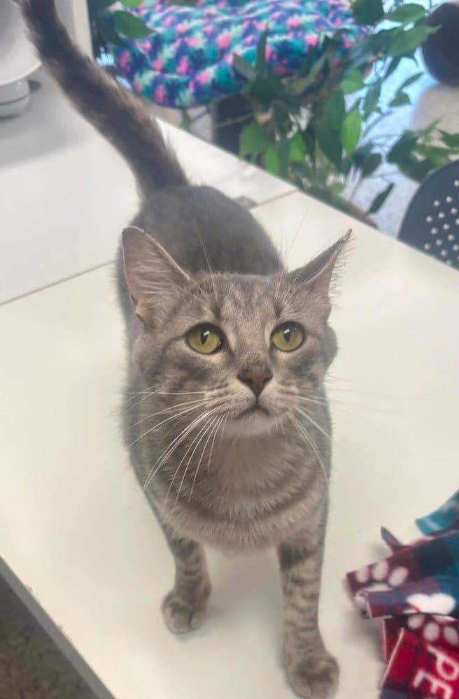 Quito - Domestic Short Hair