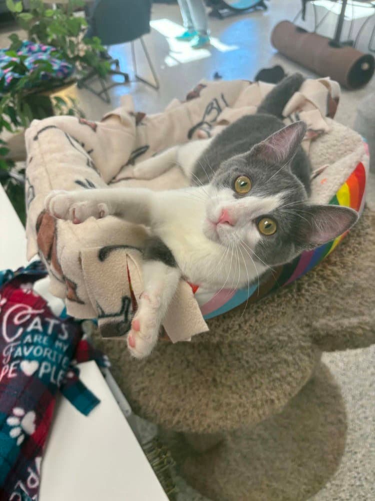 Darwin - Domestic Short Hair