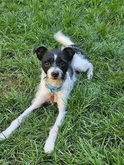 Jack image 1