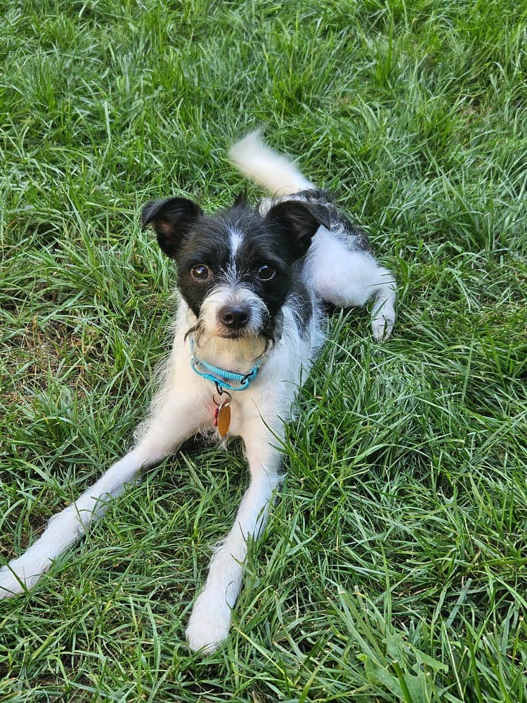 Jack - Terrier
