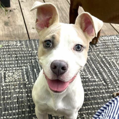Moana - American Pit Bull Terrier
