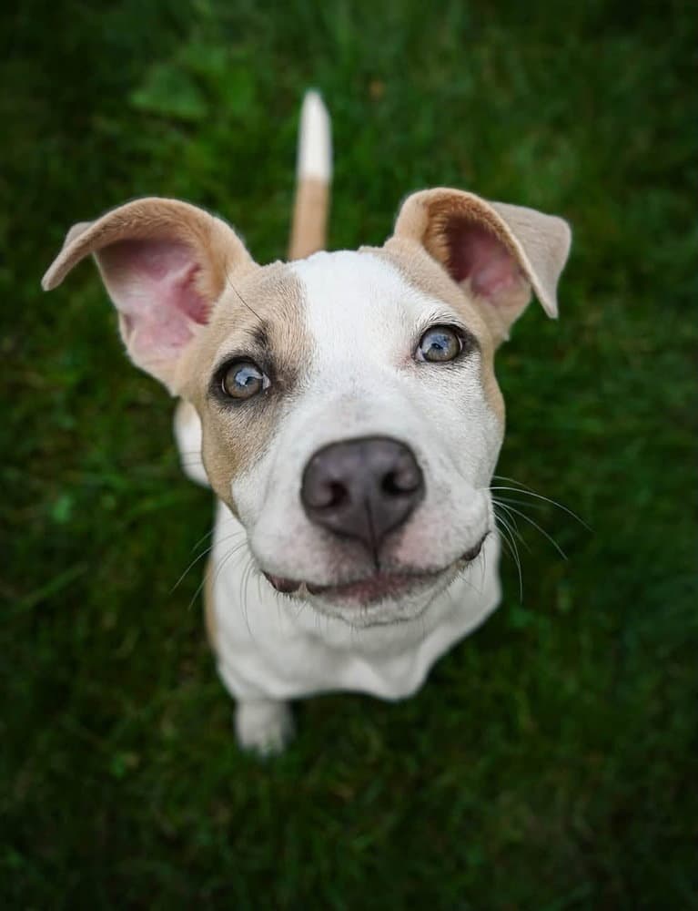 Moana - American Pit Bull Terrier