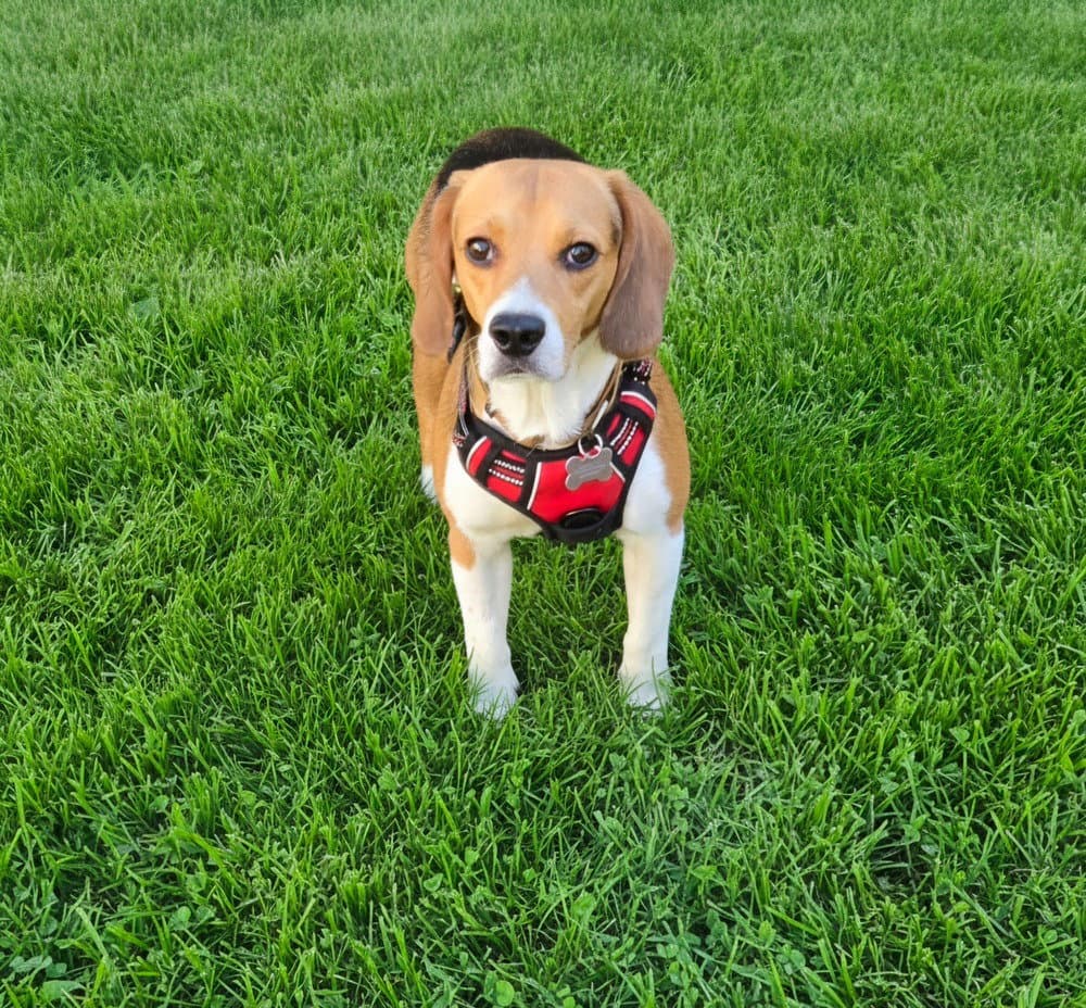Glen - Beagle