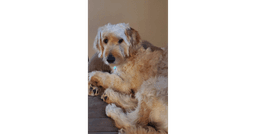 Camembert image 1