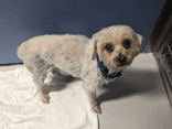 Jrfoser Or Foster To Adopt Needed - Unknown