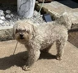 Jrfoser Or Foster To Adopt Needed image 2