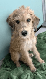 Belfoser Or Foster To Adopt Needed - Unknown