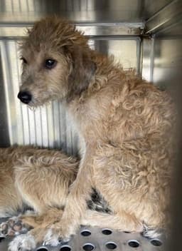 Belfoser Or Foster To Adopt Needed image 2