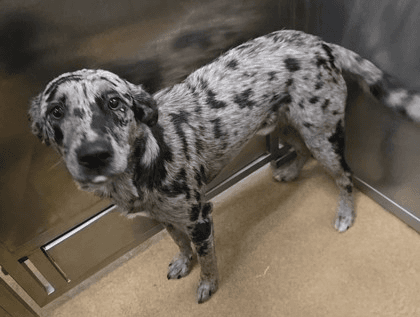 Artiefoser Or Foster To Adopt Needed - Catahoula Leopard Dog
