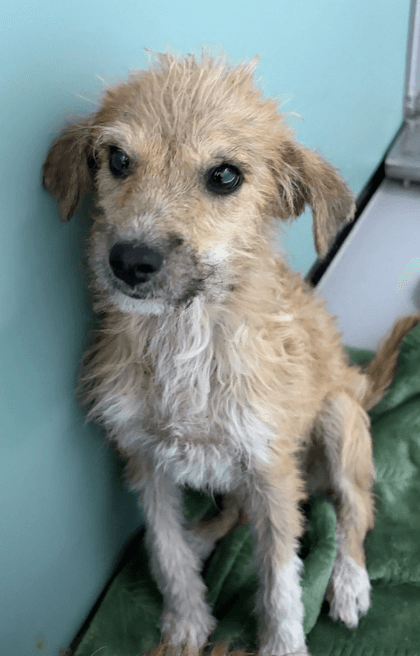 Eltonfoser Or Foster To Adopt Needed
