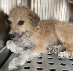 Eltonfoser Or Foster To Adopt Needed image 2