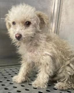Lil Girlfoser Or Foster To Adopt Needed image 1