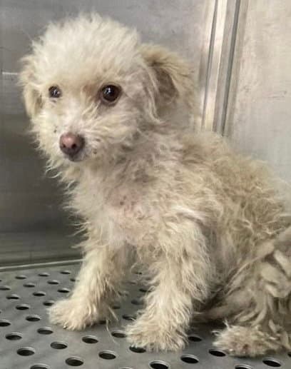 Lil Girlfoser Or Foster To Adopt Needed - Unknown