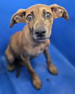 Taffyfoser Or Foster To Adopt Needed image 1