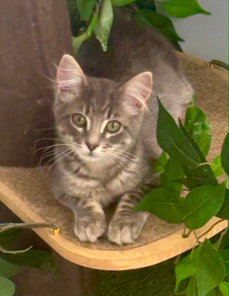 Rojas - Domestic Medium Hair