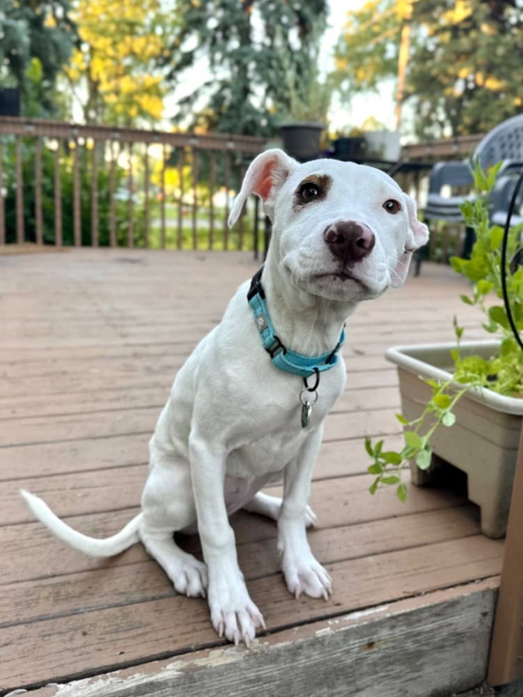 Snowspot - American Staffordshire Terrier