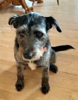 Millie image 1
