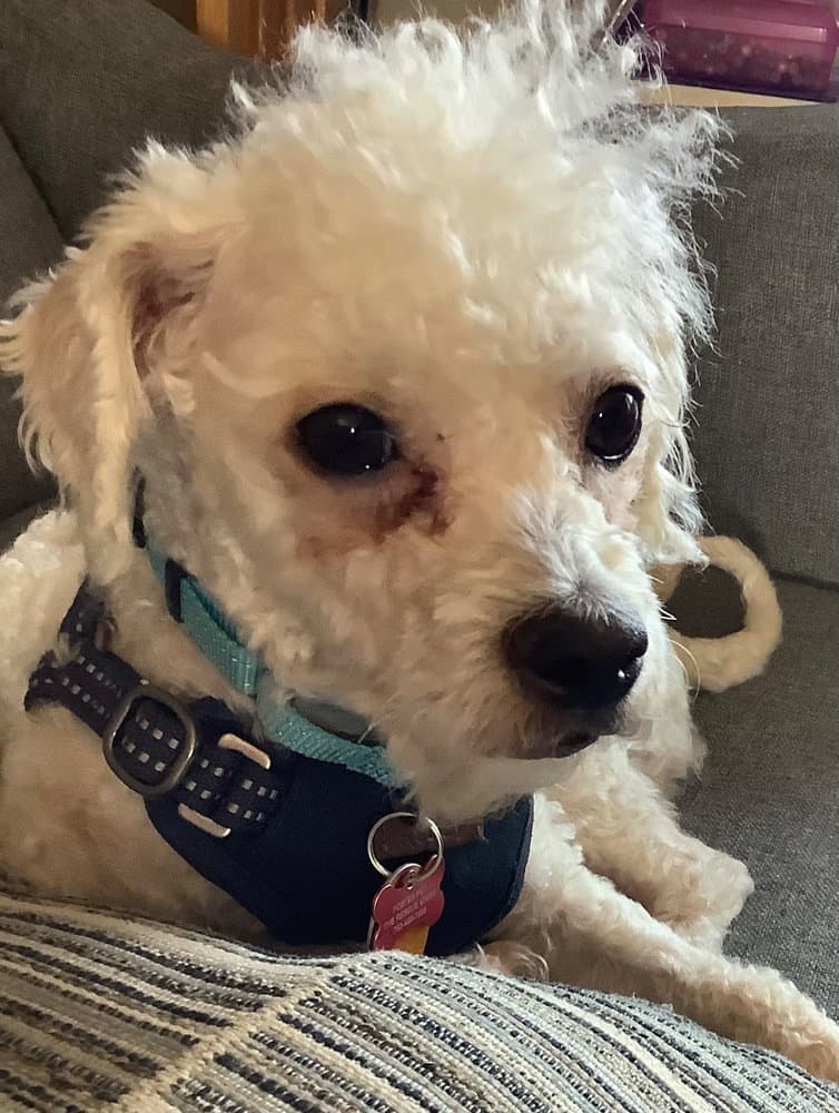 Scottie - Poodle (Miniature)