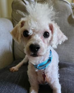 Scottie image 2